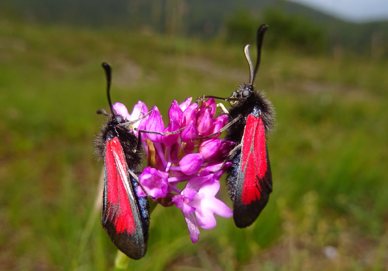 Zygaena ........da determinare